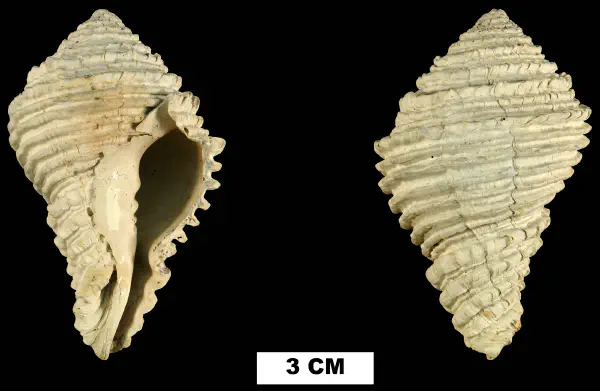 Hystrivasum olssoni