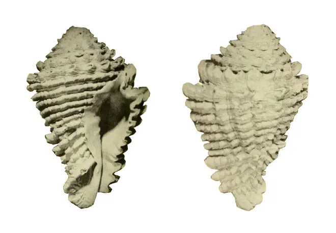 Specimen of Hystrivasum schrinerae figured by Hollister (1971, pl. 37, fig. 2 and 3); 113 mm in length.