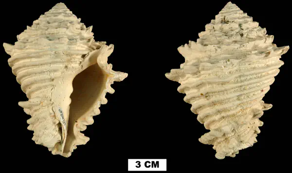 Hystrivasum schrinerae