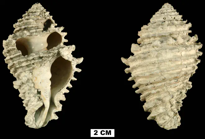 Hystrivasum squamosum from the Late Pliocene Tamiami Fm. (Pinecrest Beds) of Highlands County, Florida (UF 201603).
