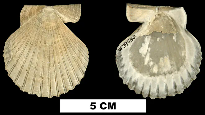 Interchlamys interlineata from the Late Pliocene Tamiami Fm. of Charlotte County, Florida (UF 39482).