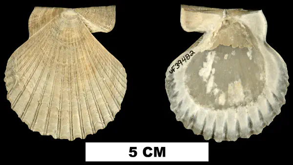Interchlamys interlineata