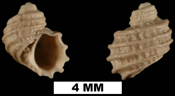 Iselica globosa