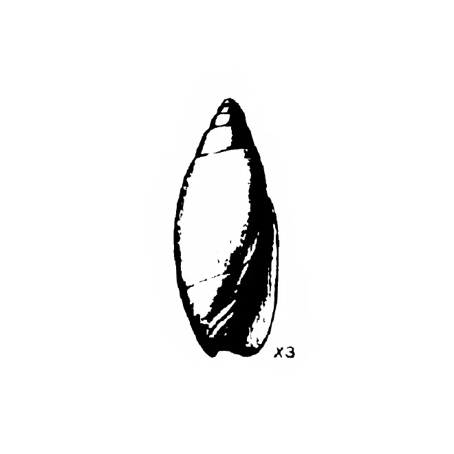 Specimen of Jaspidella cofacorys figured by Gardner (1938, pl. 46, fig. 10); 11.6 mm in length.