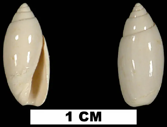 Jaspidella cofacorys from the Early Miocene Chipola Fm. of Calhoun County, Florida (UF 73056).