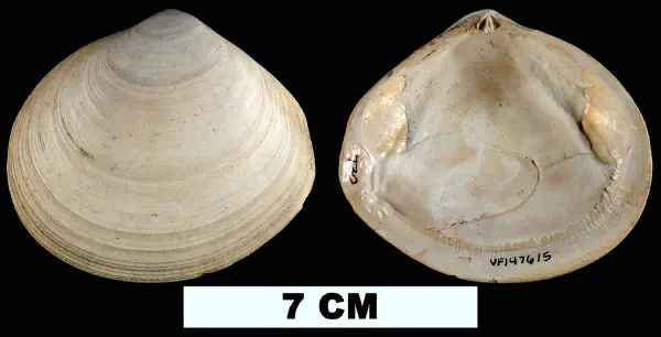Johnsonella fausta