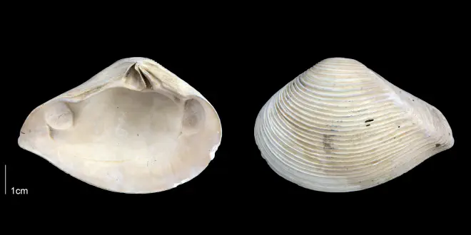 Eucrassatella speciosa from the Late Pliocene Tamiami Fm. (Pinecrest Beds) of Sarasota County, Florida (PRI 70076).