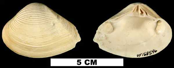 Kalolophus speciosus