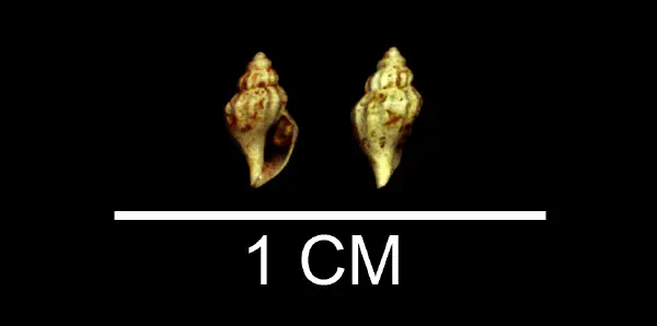 Kurtziella smithfieldensis