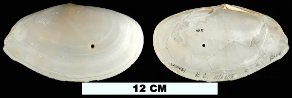Laciolina magna