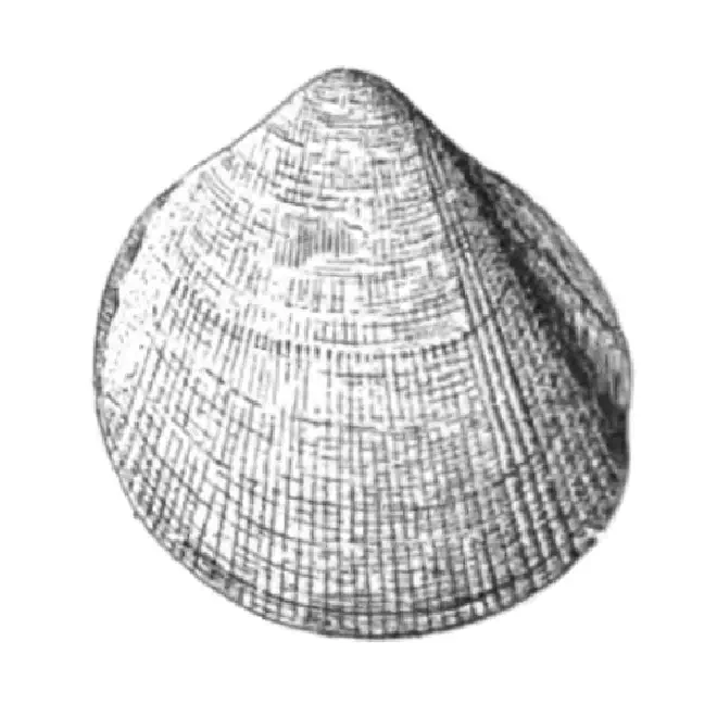 Specimen of Laevicardium compressum figured by Dall (1900, pl. 48, fig. 21); 23.0 mm in length.