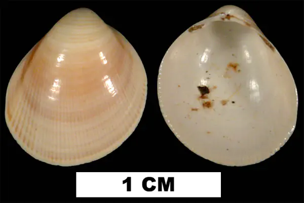 Laevicardium compressum