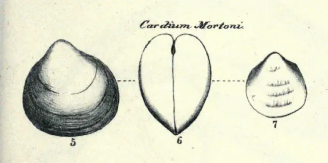 Specimen of Laevicardium mortoni figured by Conrad (1831, pl. 11, fig. 5, 6, and 7).