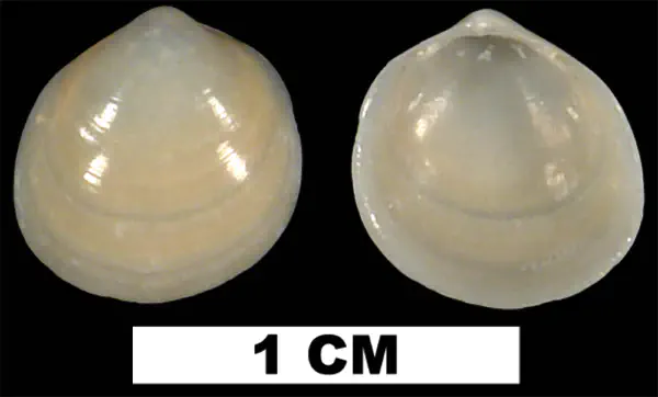 Laevicardium mortoni