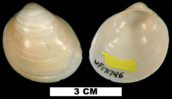 Laevicardium serratum