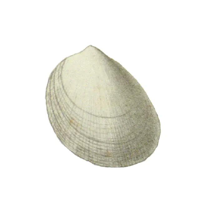 Specimen of Laevicardium sublineatum figured by Conrad (1841, pl. 2, fig. 13).