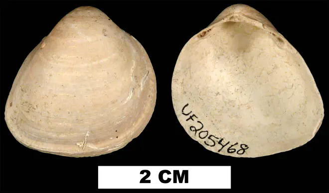 Laevicardium sublineatum from the Early Pleistocene Waccamaw Fm. of Columbus County, Florida (UF 205468).
