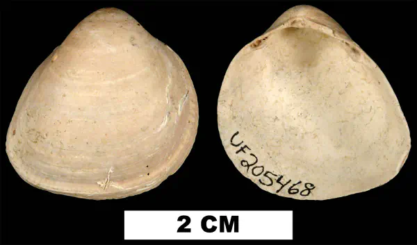 Laevicardium sublineatum