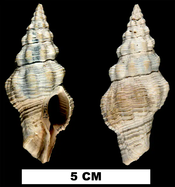 Latirus maxwelli