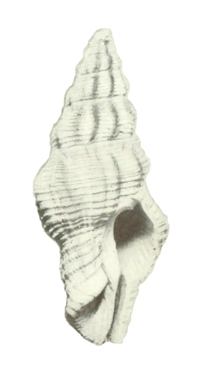 Specimen of Polygona maxwelli figured by Pilsbry (1939, pl. 5, fig. 9); no scale.