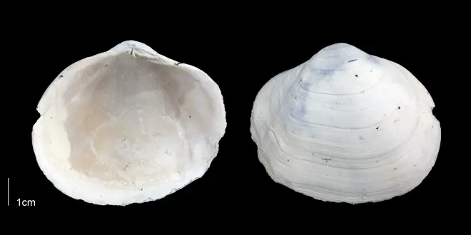 Leporimetis ephippium from the Late Pliocene Tamiami Fm. (Pinecrest Beds) of Sarasota County, Florida (PRI 70091).