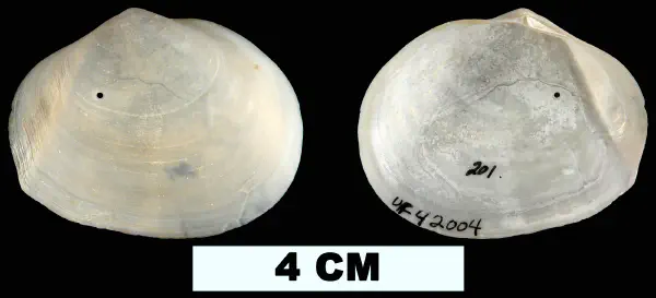 Leporimetis ephippium