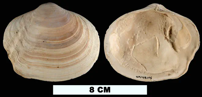 Leporimetis magnoliana from the Plio-Pleistocene (formation unknown) of Sarasota County, Florida (UF 148105).