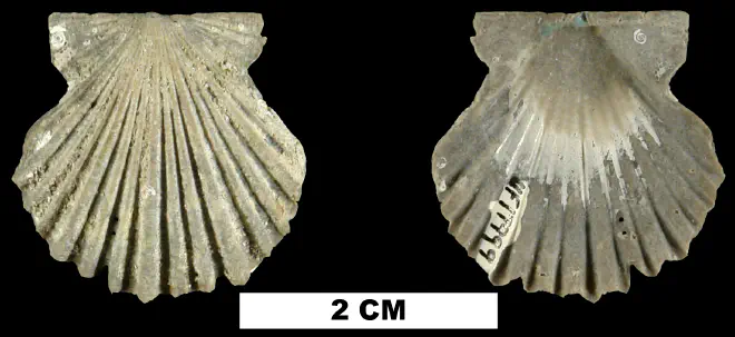 Leptopecten irremotis from the Plio-Pleistocene (formation unknown) of Sarasota County, Florida (UF 17999).