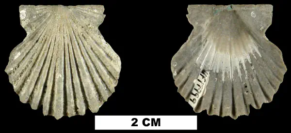 Leptopecten olgensis