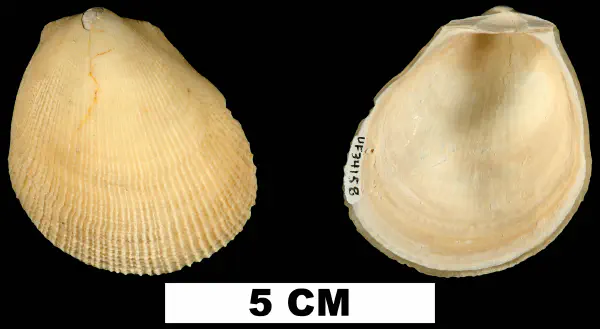 Lima caloosana