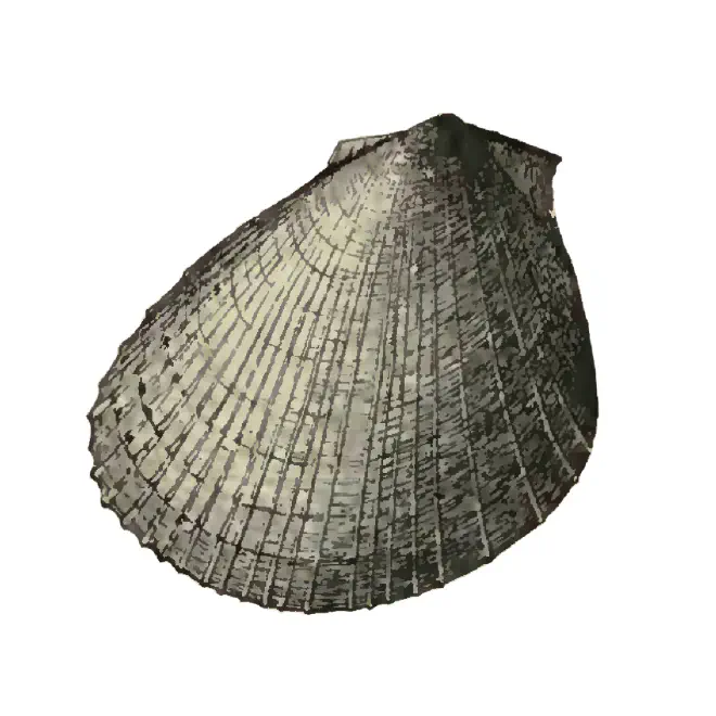 Specimen of Limaria caloosana figured by Dall (1898, pl. 28, fig. 3); 33 mm in length.