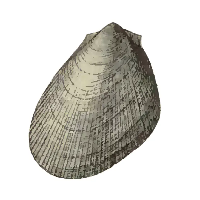 Specimen of Limaria carolinensis figured by Dall (1898, pl. 35, fig. 21); 16.5 mm in length.