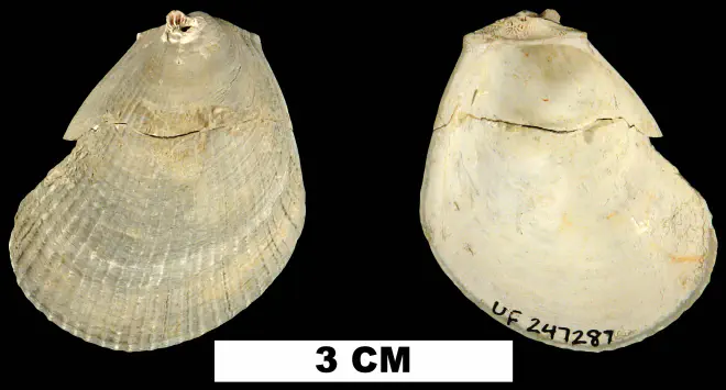 Limaria carolinensis from the Late Pliocene Jackson Bluff Fm. of Leon County, Florida (UF 247287).