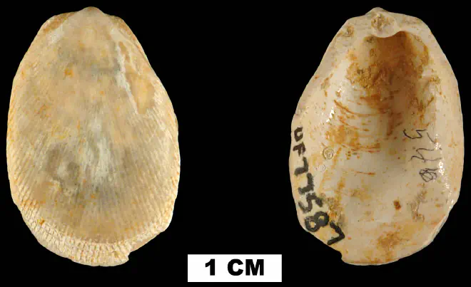 Limaria chipolana from the Early Miocene Chipola Fm. of Calhoun County, Florida (UF 77587).