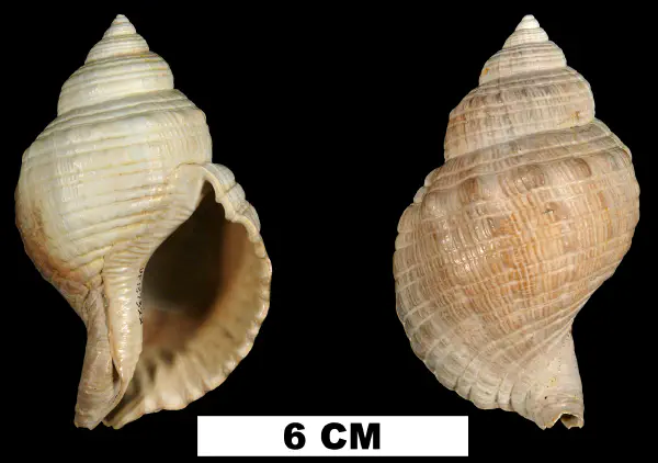 Linatella caudata