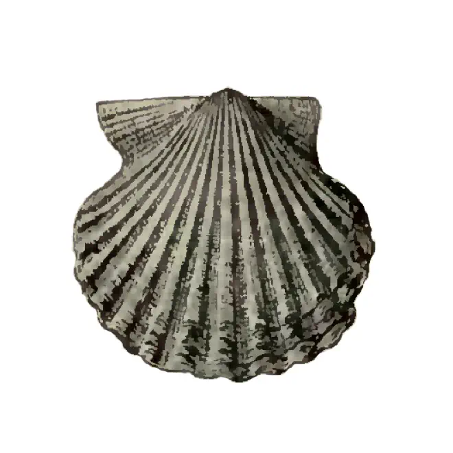 Specimen of Lindapecten chipolanus figured by Dall (1898, pl. 29, fig. 9); 25.5 mm in length.