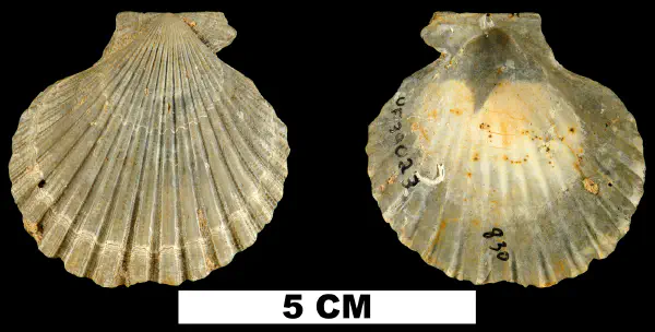 Lindapecten chipolanus