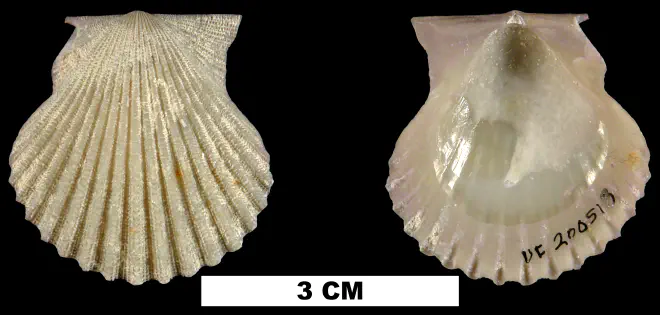Lindapecten muscosus from the Middle Pleistocene Bermont Fm. of Palm Beach County, Florida (UF 200518).