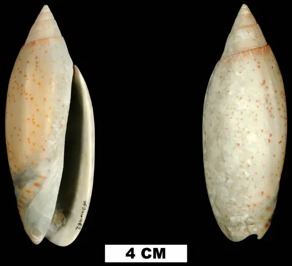 Lindoliva diegelae