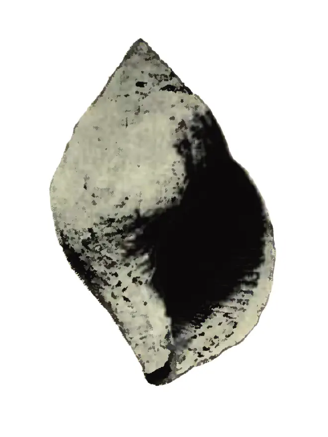 Specimen of Liochlamys bulbosa figured by Heilprin (1886, pl. 2, fig. 7); unknown length.