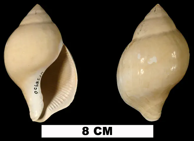 Liochlamys bulbosa (UF 58450).