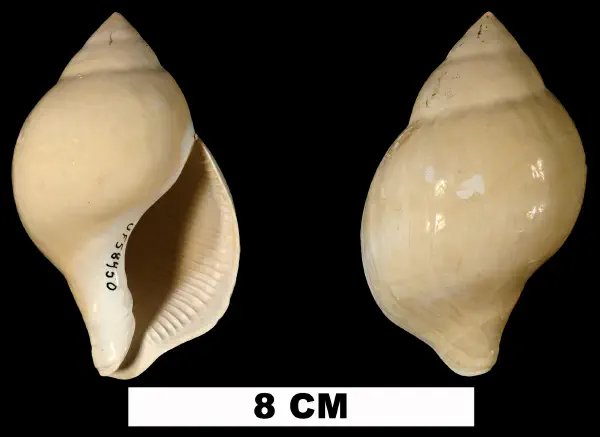 Liochlamys bulbosa