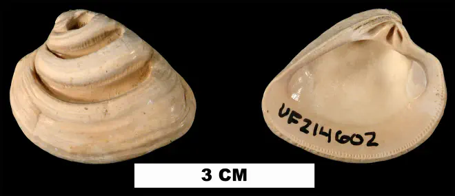 Lirophora latilirata from the Late Pliocene Tamiami Fm. (Pinecrest Beds) of Sarasota County, Florida (UF 214602).