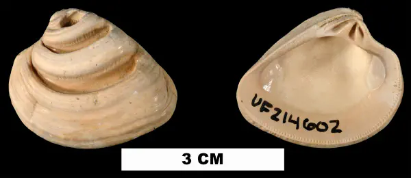 Lirophora latilirata