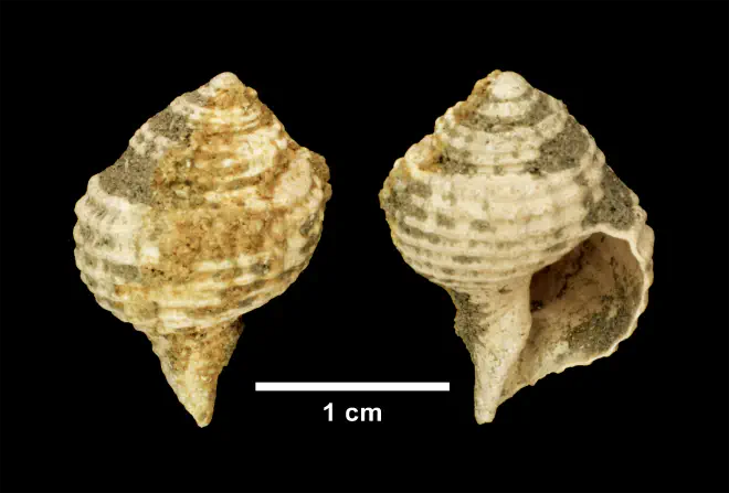 Lirosoma sulcosa from the Late Pliocene Yorktown Fm. of Isle of Wight County, Virginia (SDSM 139686).