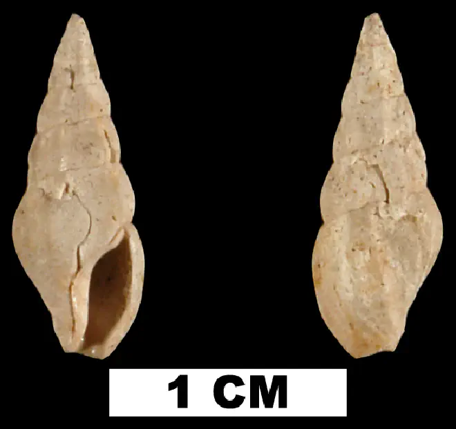 Cerodrillia ebur from the Early Pleistocene Caloosahatchee Fm. of Pinellas County, Florida (UF 137456).