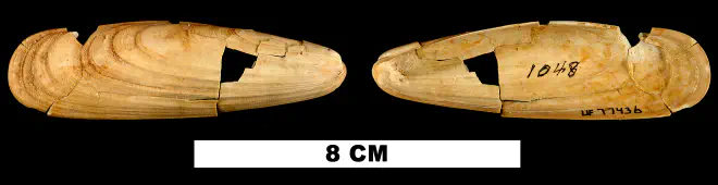 Lithophaga antillarum from the Early Miocene Chipola Fm. of Calhoun County, Florida (UF 77436).