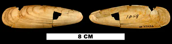 Lithophaga antillarum