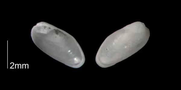 Lithophaga yorkensis