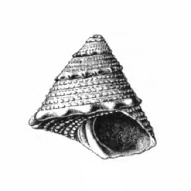 Specimen of Lithopoma chipolana figured by Dall (1892, pl. 18, fig. 6a); 11.5 mm in length.